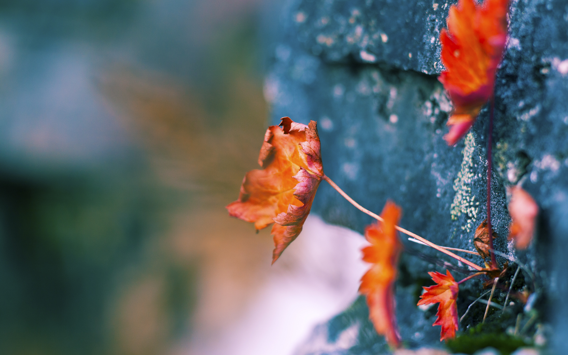 字母哥关键先生本色尽显，北京队淘汰赛爆冷过关凯尔特人